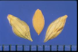  Urochloa texana.  Spikelet with glumes and sterile lemma that are smooth and papery. 