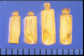  Rottboellia cochinchinensis.  Rachis segments that form a cylinder with a knob on the base. 