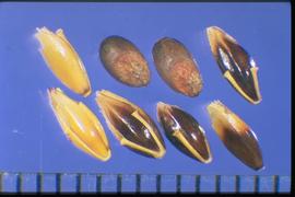  Sorghum halepense.  Spikelets with an intact rachis segment and pedicel and smooth spikelet base.