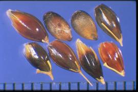  Sorghum almum.  Spikelets with a pedicel and rachis segment with a mixture of fractured and intact segments. 