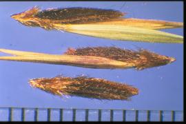  Themeda villosa.  Florets with a sharp callus and a rachilla with sterile florets. 