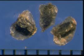  Delphinium glaucum . Seeds with transparent, irregular wings. Photo courtesy of Colorado State University, Department of Soil and Crop Sciences.