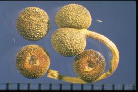  Galium tricornutum.  Achenes with a bicolor appearance with the yellow tubercles on a dark background. 