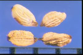  Odontites vulgaris.  Achenes with ten or more strong, sharp longitudinal ridges. 