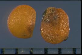  Solanum viarum.  True seeds with a hilum, that is a slight indentation on the margin. 