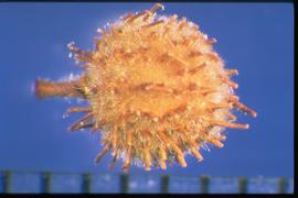  Triumfetta rhomboidea.  Burrs with short, stiff, hairs and hooked spines. 