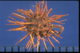  Triumfetta semitriloba.  Burrs with prominent, stiff, hooked spines. 