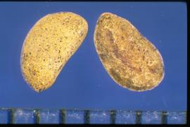  Zygophyllum fabago.  Winglike structure around true seed.