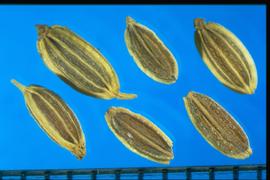 Anethum graveolens.  Mericarps as thick as wide, elliptic: with straight axis, longitudinal ridges narrow. Photo courtesy of Colorado State University, Department of Soil and Crop Sciences.