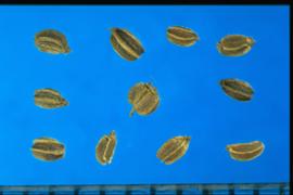  Apium graveolens  var.  dulce.  Three thin longitudinal ribs and interspaces are rough. Photo courtesy of Colorado State University, Department of Soil and Crop Sciences.