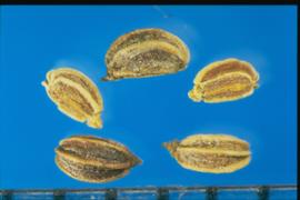  Apium graveolens  var.  rapaceum.  Apical structure (stylopodium) is present. Photo courtesy of Colorado State University, Department of Soil and Crop Sciences.