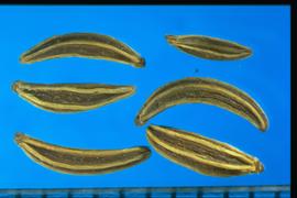  Carum carvi.  Mericarps with five yellow ribs and brown interspaces. 