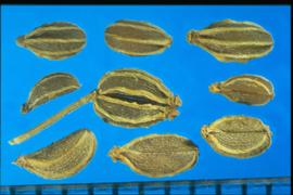  Conium maculatum.  Mericarps with a large stylopodium. 