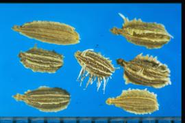  Daucus carota.  Mericarps with ridges with long straplike appendages, which are often broken off by conditioning. Photo courtesy of Colorado State University, Department of Soil and Crop Sciences.