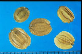  Pastinaca sativa.  Mericarps with faint longitudinal lines. Photo courtesy of Colorado State University, Department of Soil and Crop Sciences.