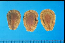  Asclepias syriaca.  Flat, winged, obovate, narrowing at the base. The base is sometimes associated with a tuft of plumose hairs that break off easily. 