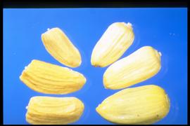 From Left to Right: 1.  Grindelia squarros  2.  Rhaponticum repens.   Grendalia squarrosa  on the left has more distinct longitudinal ridges and squared shoulders at the stylar end.  Rhapontium ( Acroptilon) repens  has smoother and rounded shoulders.