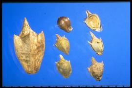From Left to Right:  1.  Ambrosia trifida  2.  Ambrosia artemisifolia  upper central figure achene (fruit) upper right: cross-section showing outside layers of the head, achene, and seed. 
