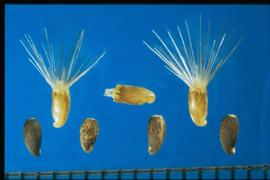 Centaurea solstitialis.  Ray flowers have a bristle pappus; ray flowers have no pappus. 