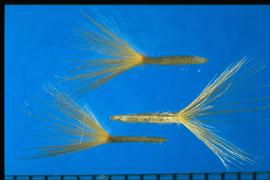  Ericameria nauseosa.  Achenes are covered with silky pubescence, and the pappus spreads as long as the achene. 