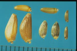 On the Top:  Carduus nutans . From Left to Right: 1.  Cirsium undulatum  2.  Cirsium vulgare  3.  Cirsium arvense . Achenes with many faint longitudinal ridges over a shiny but rough texture. 
