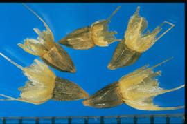  Gaillardia pulchella.  Achenes with a broad apical rim that supports four to six pappus units composed of broad scales that terminate in a single bristle. 