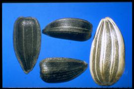  Helianthus annuus  (cultivated). Achenes are white to black with various degrees of striping. 