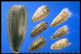 From Left to Right: 1.  Helianthus annuus  (cult.) 2.  Helianthus annuus  (wild) 3.  Helianthus petiolaris  