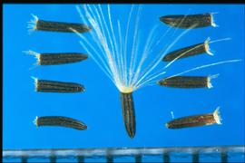  Hieracium aurantiacum.  Achenes are black with five to six strong, rough longitudinal ribs with broad interspaces. 