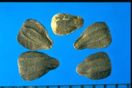  Iva annua.  Achenes with two spaced-out longitudinal ribs on a flat surface. 
