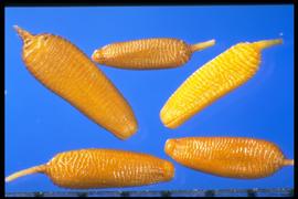  Picris echioides.  Achenes with transverse ridges, which are narrow and crowded at the base and gradually become wider and deeper approaching the apex. 