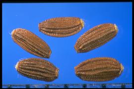  Sonchus arvensis.  Achenes with Longitudinal ribs that are truncated at the base and apex. 