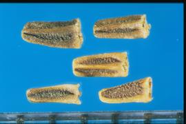  Tripleurospermum performatum.  Achenes with very strong longitudinal ribs, a blunt base and apex, and a collar. 