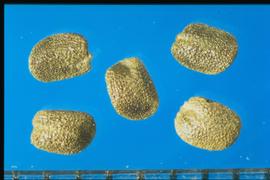  Barbarea verna.  Seeds are covered with a well-developed reticulum made of thin brown ridges, making narrow, deep, and glossy interspaces. 