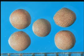  Brassica rapa  subsp.  chinensis.  Reddish-brown seeds with a network of stipples. 