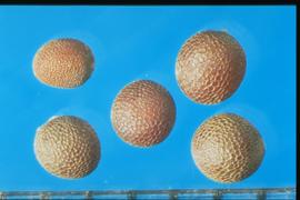  Brassica juncea.  Seeds with small stipples. 