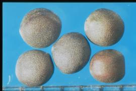  Brassica napus.  Seeds with large stipples. 