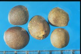  Brassica oleracea  var.  gongylodes.  Seeds with a narrow reticulum and stipples are not evident. 