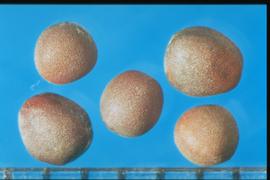  Brassica rapa  subsp.  pekinensis.  Seeds with stipples on interspaces that are small, roundish, and shiny. 