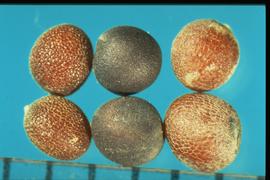From Left to Right: 1.  Brassica nigra  2.  Sinapis arvensis  3.  Brassica juncea.  True seeds that are reticulated. 