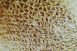  Brassica oleracea.  Seeds with a narrow reticulum, stipples not evident. 