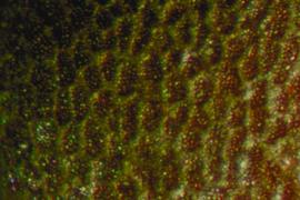  Brassica rapa.  Surface detail. Reddish-bronze seeds with stipples present on the reticulum and in the interspaces. 