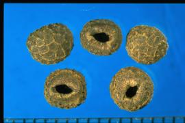  Thunbergia alata.  True seeds with a large opening to the internal part of the seeds, which is the hilum.