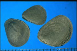  Yucca  sp. Wedge-shaped true seed. 
