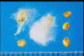  Gomphrena globosa.  Seeds with a fruit coat covered with woolly hairs.