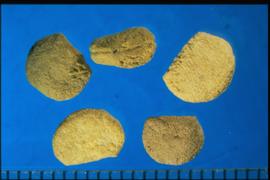  Panax quinquefolius.  True seeds with a very rough texture. 