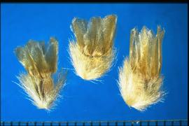  Arctotis venusta.  Pappus is broad, feather-shaped shaped and somewhat transparent. 
