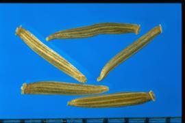  Herrickia glauca.  Achene with longitudinal ribs and a well-developed pappus crown.  