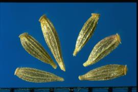  Symphyotrichum novae-angliae . Achenes with an enlarged apical crown.