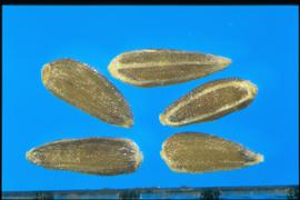 Chamaemelum nobile.  Finely reticulated, oblanceolate achene. 